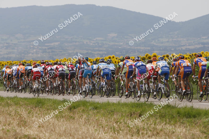 Sunflower fields004p.jpg